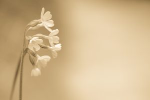 fragile sepia toned cowslip flower concept